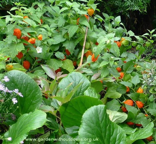 chinese lantern fruits and flowers