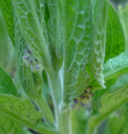 comfrey buds