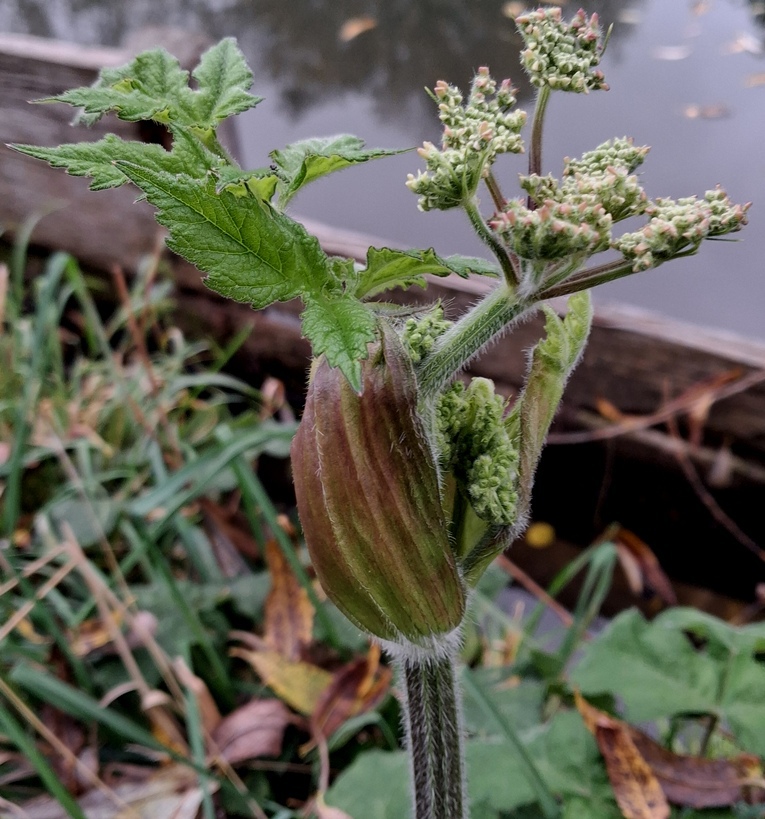 common hogweed