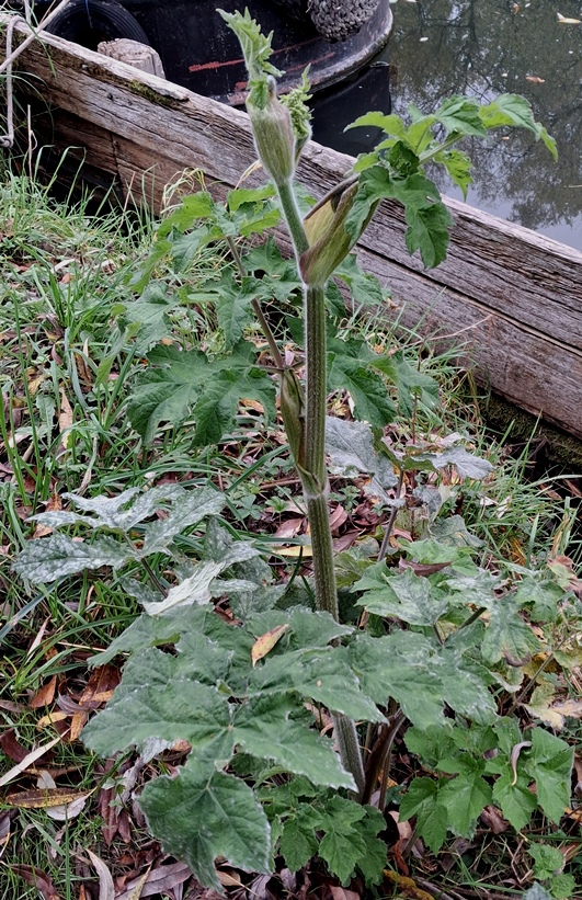 common hogweed