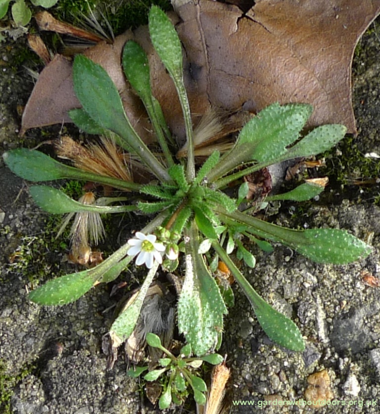 common whitlowgrass (Erophila verna)