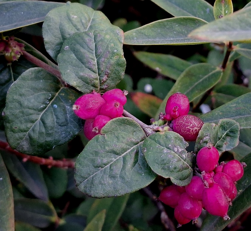coralberry Symphoricarpos orbiculatus