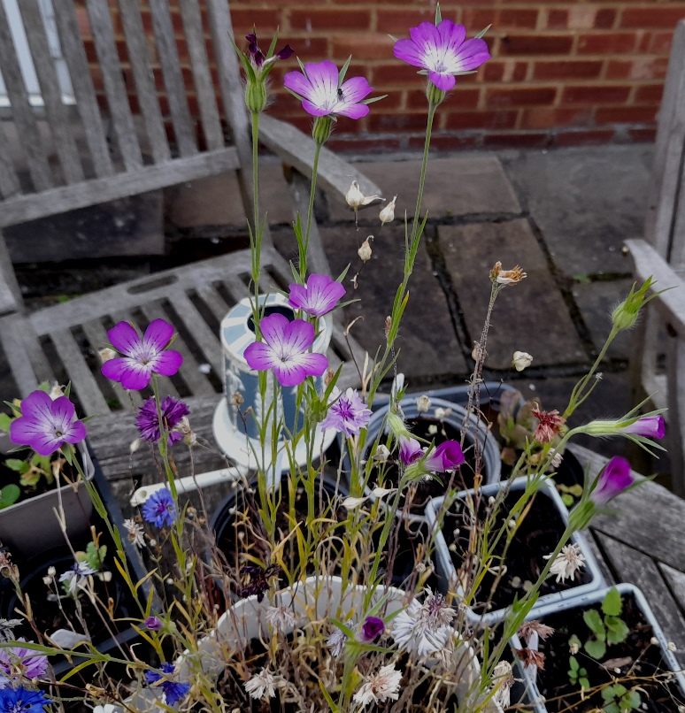 corncockle Agrostemma githago