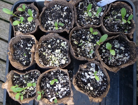 cornflower seedlings