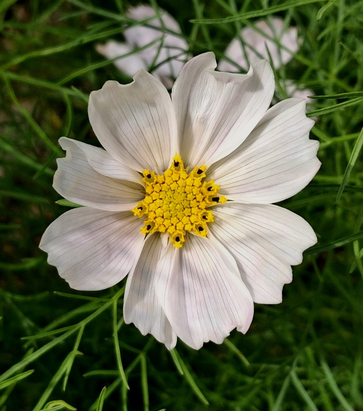 cosmos