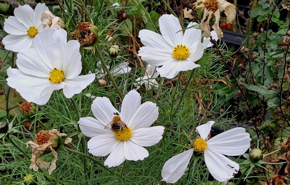 cosmos bee