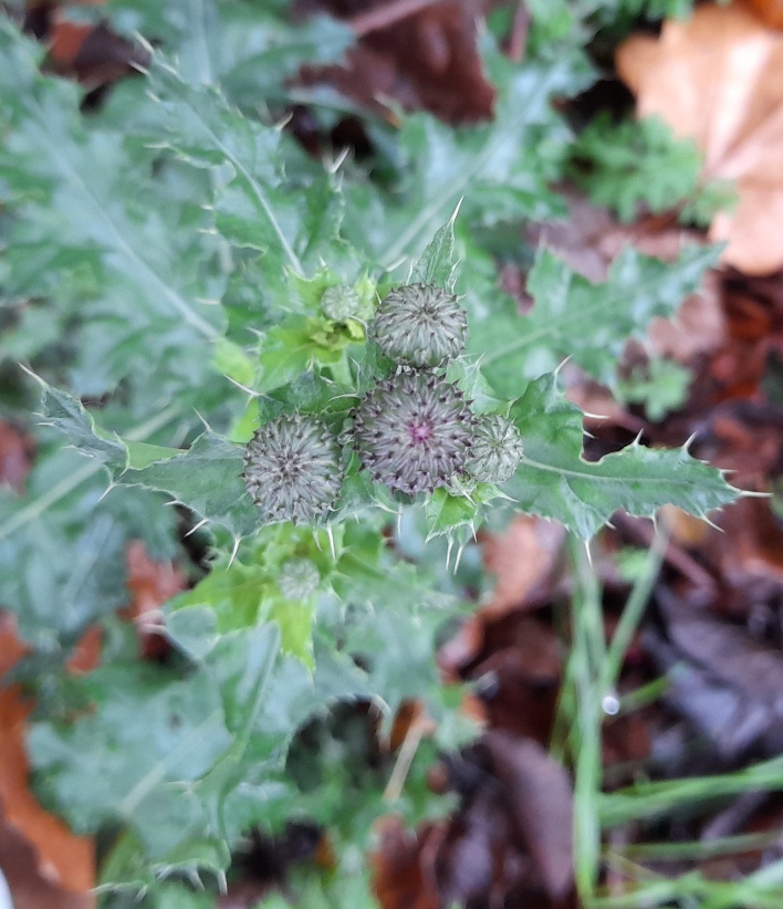 creeping thistle buds