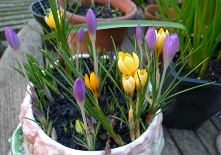 crocus