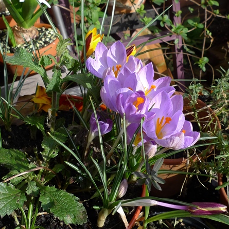 crocus