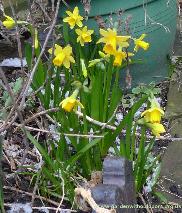 tete-a-tete daffodils