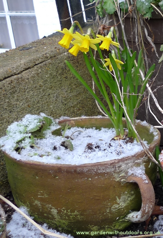 tete-a-tete daffodils