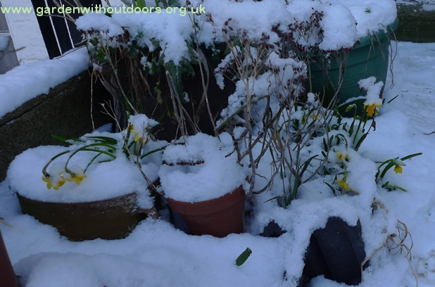 daffodils in the snow