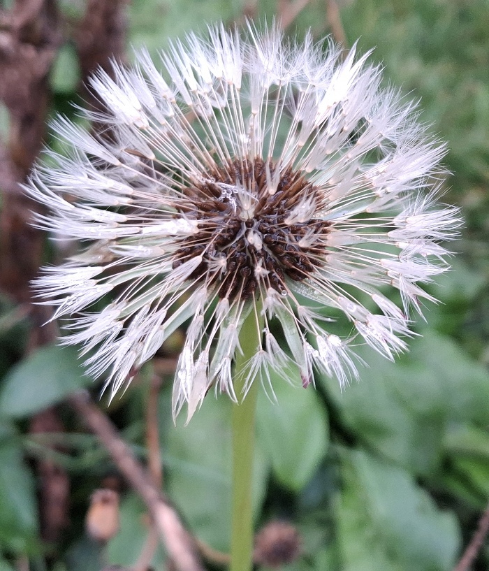 dandelion