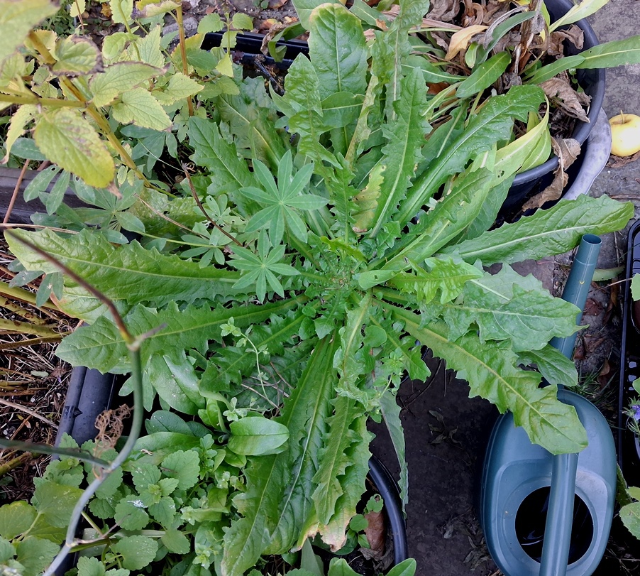 dandelion