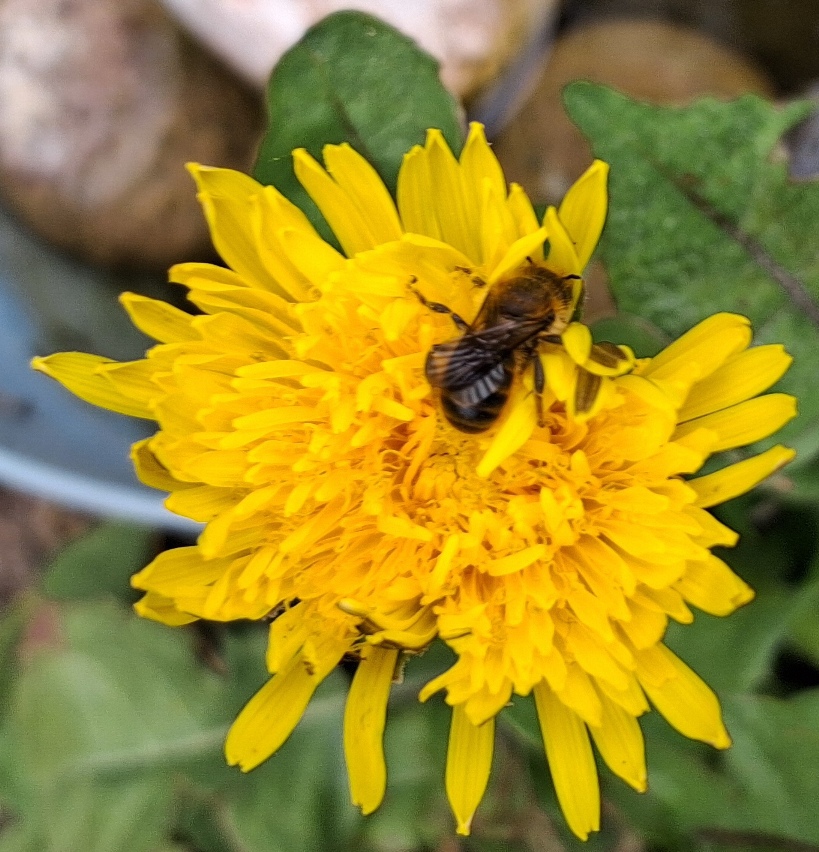 bee dandelion