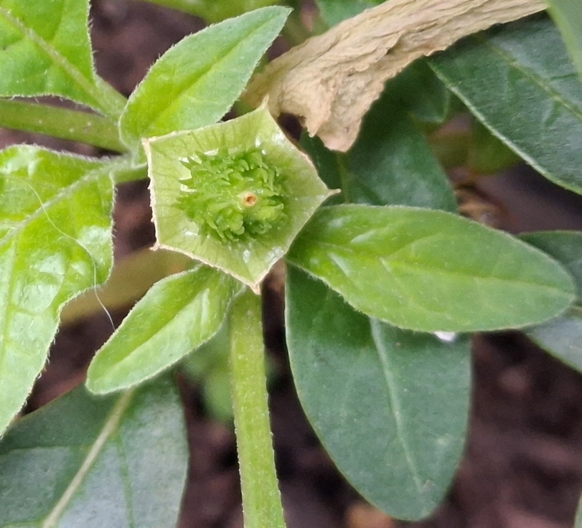 datura seed pod