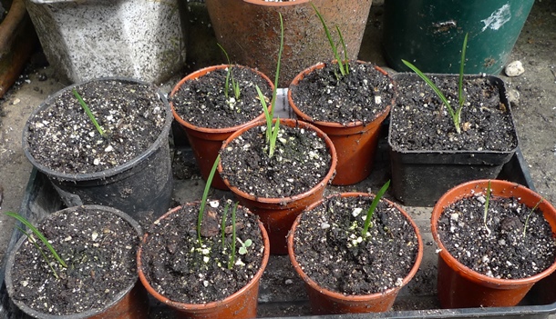 dierama seedlings