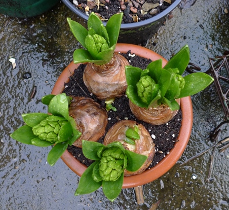 hyacinths in a pot