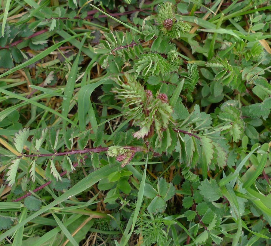 fodder burnet (Poterium sanguisorba subsp. balearicum)
