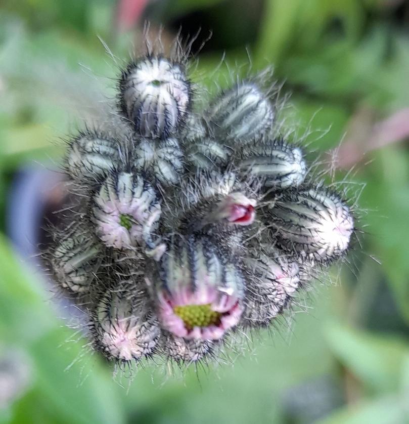 fox-and-cubs buds