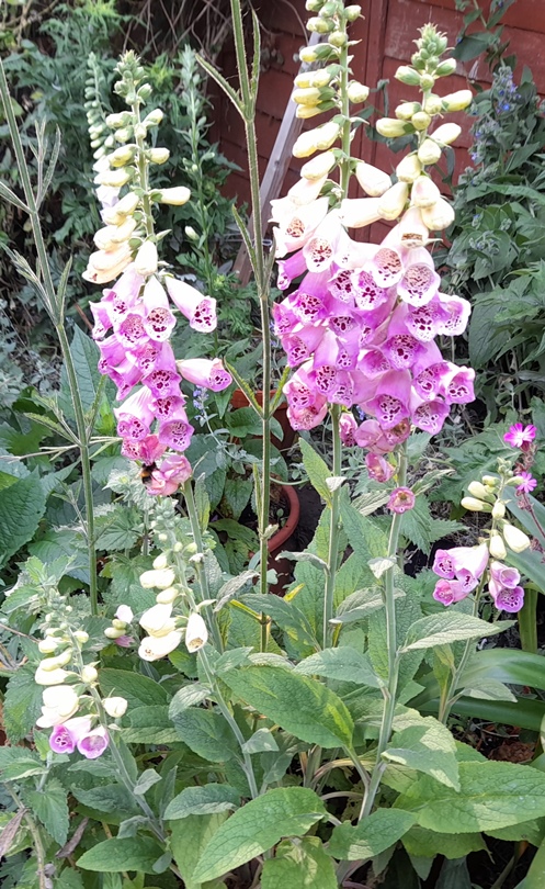 foxgloves with bee