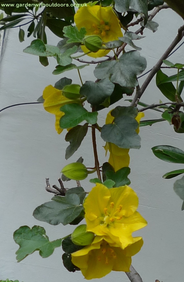 Fremontodendron hybrid 'California Glory'