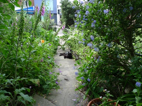 front garden with Pussycat