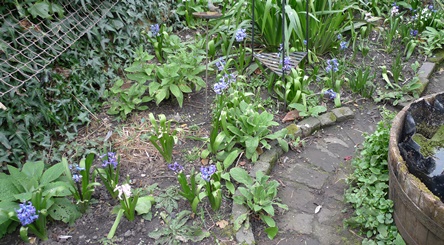 previously forced hyacinths in garden