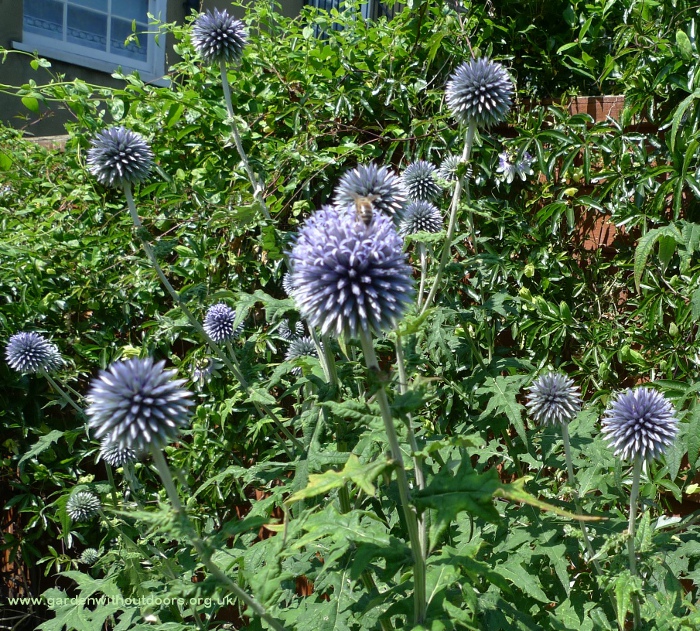 globe thistles with bee