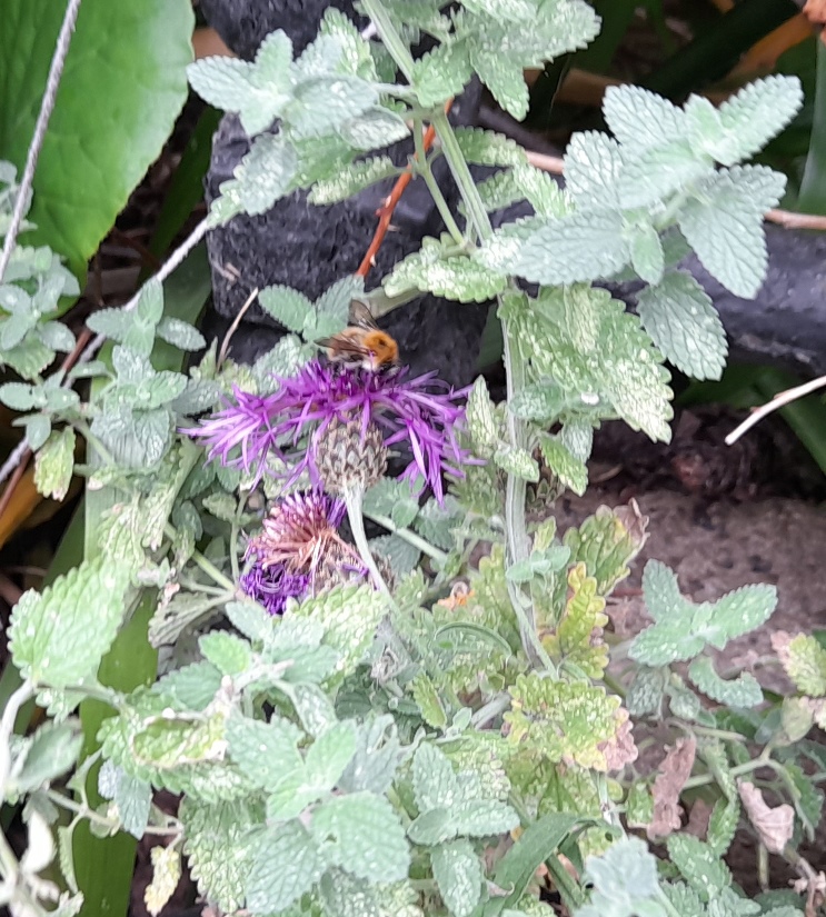 greater knapweed bee
