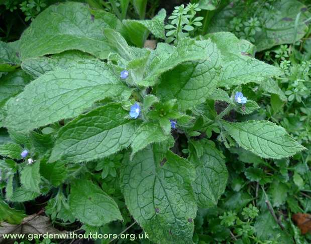green alkanet flowers and buds