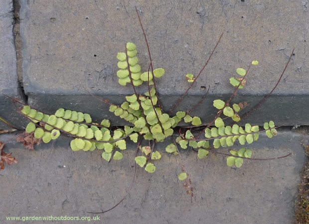 green spleenwort
