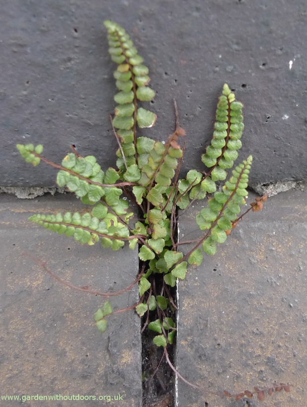 green spleenwort