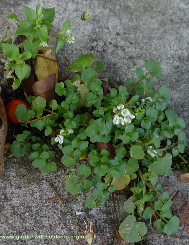 hairy bittercress and chickweed