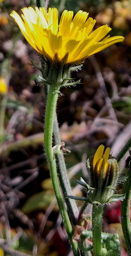 hawkweed oxtongue