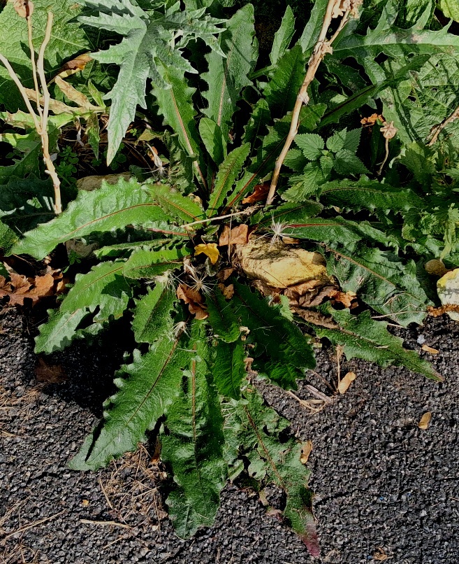 hawkweed oxtongue rosette