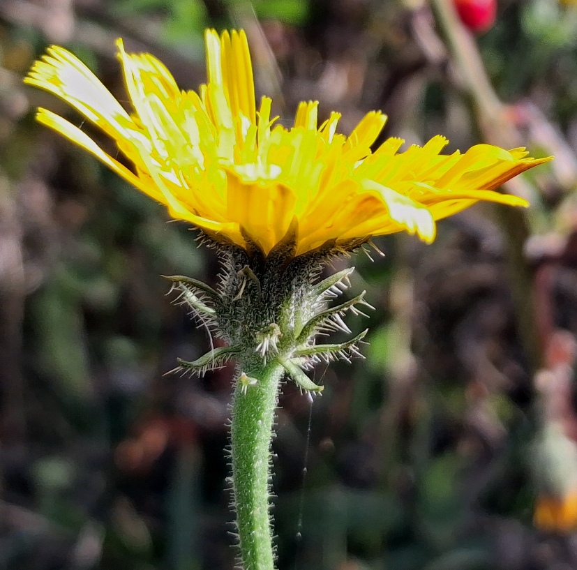 hawkweed oxtongue