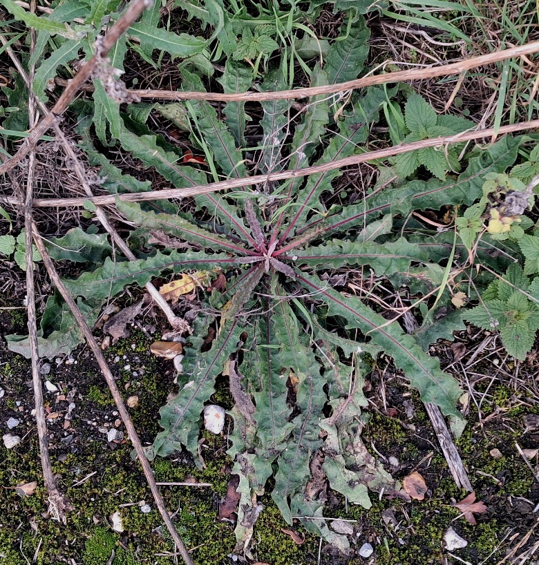 hawkweed oxtongue rosette