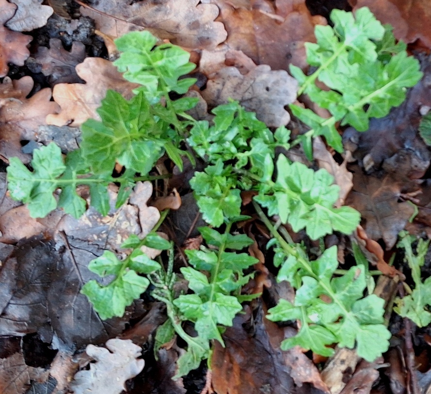 hedge mustard sisymbrium officinale