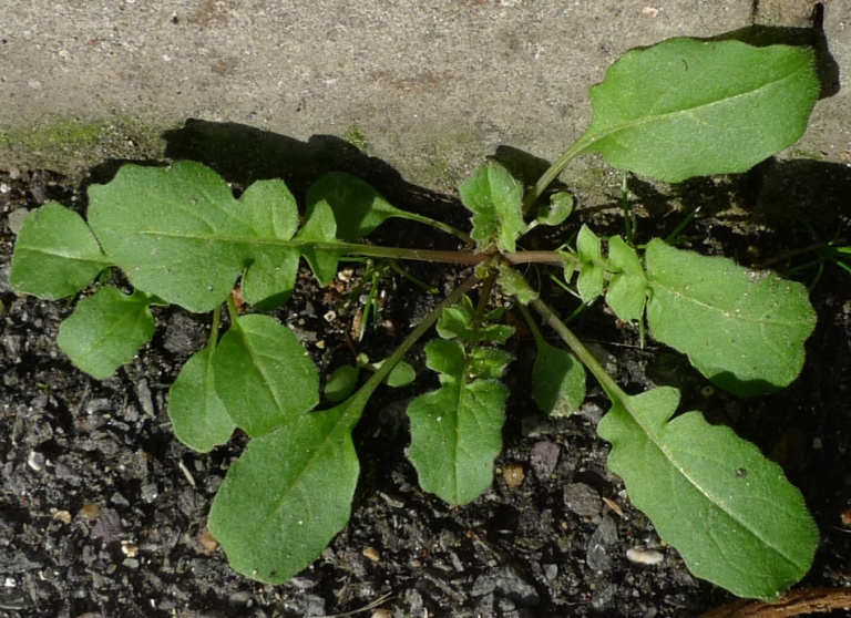 hedge mustard sisymbrium officinale rosette