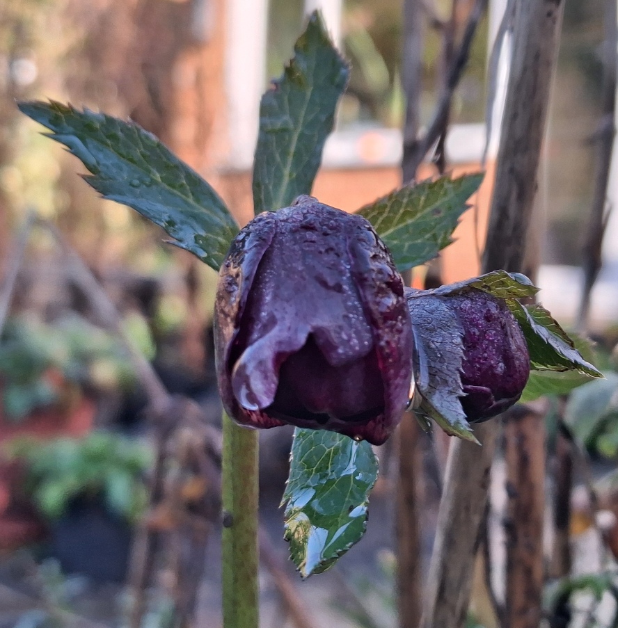 hellebore