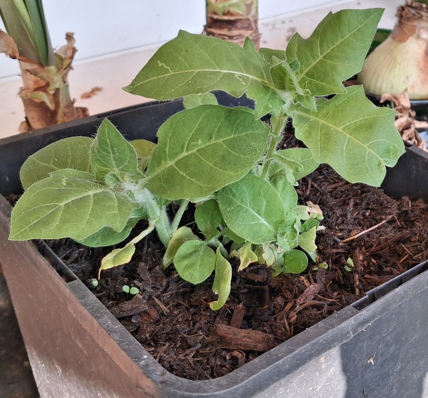henbane Hyoscyamus niger