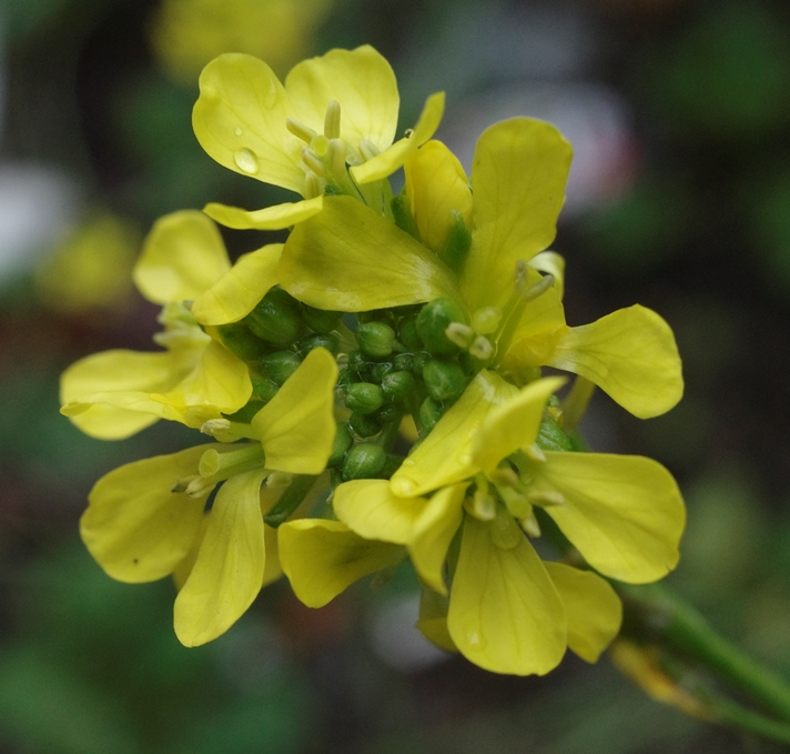 hoary mustard (Hirschfeldia incana) 