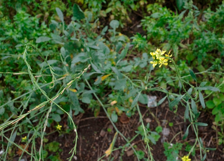 hoary mustard (Hirschfeldia incana)