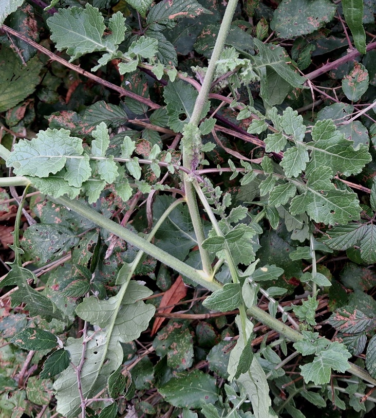 hoary mustard hirschfelia incana