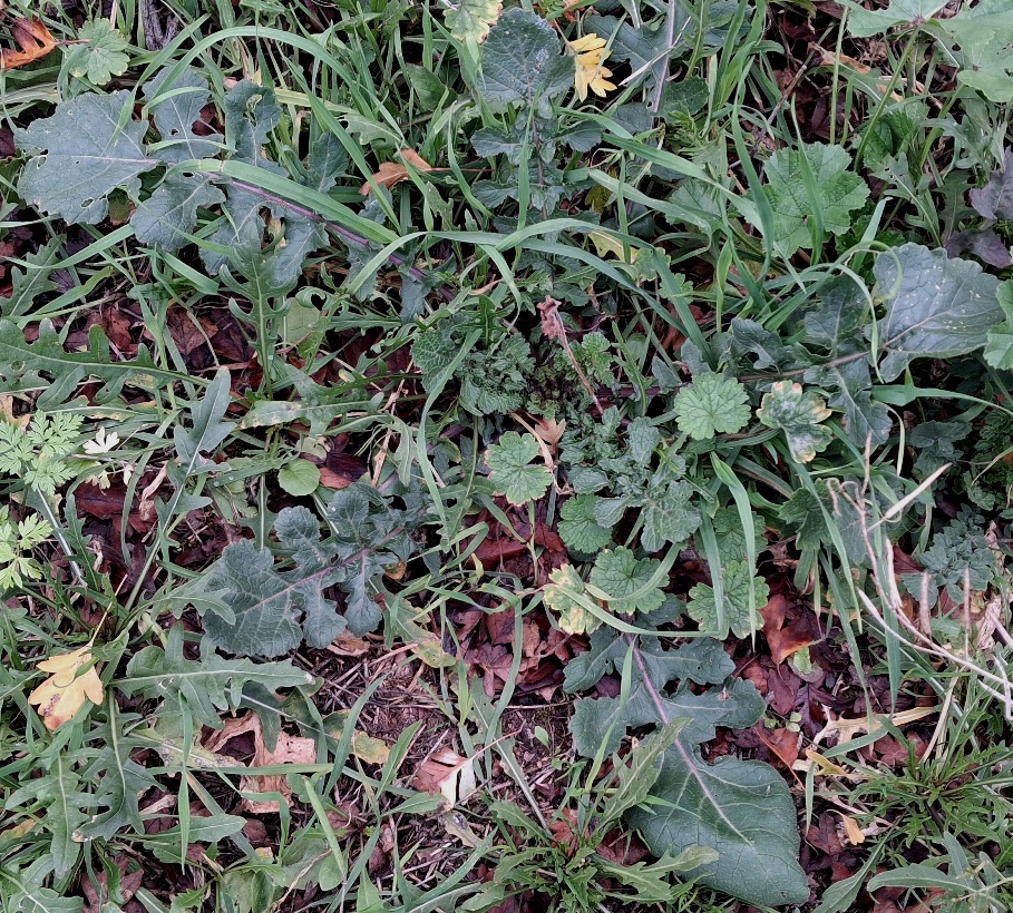 hoary mustard rosettes