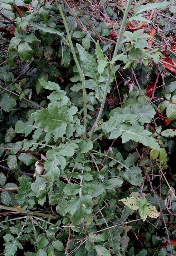 hoary mustard hirschfelia incana
