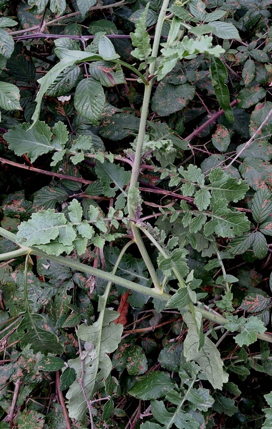 hoary mustard hirschfelia incana