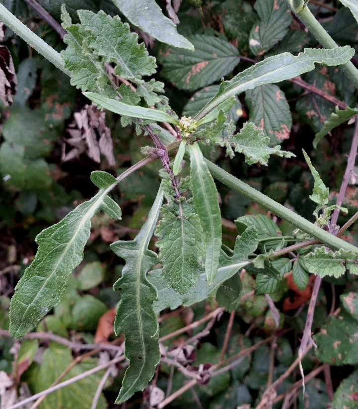 hoary mustard hirschfelia incana
