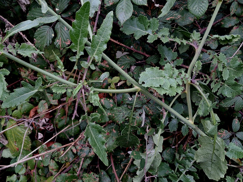 hoary mustard hirschfelia incana